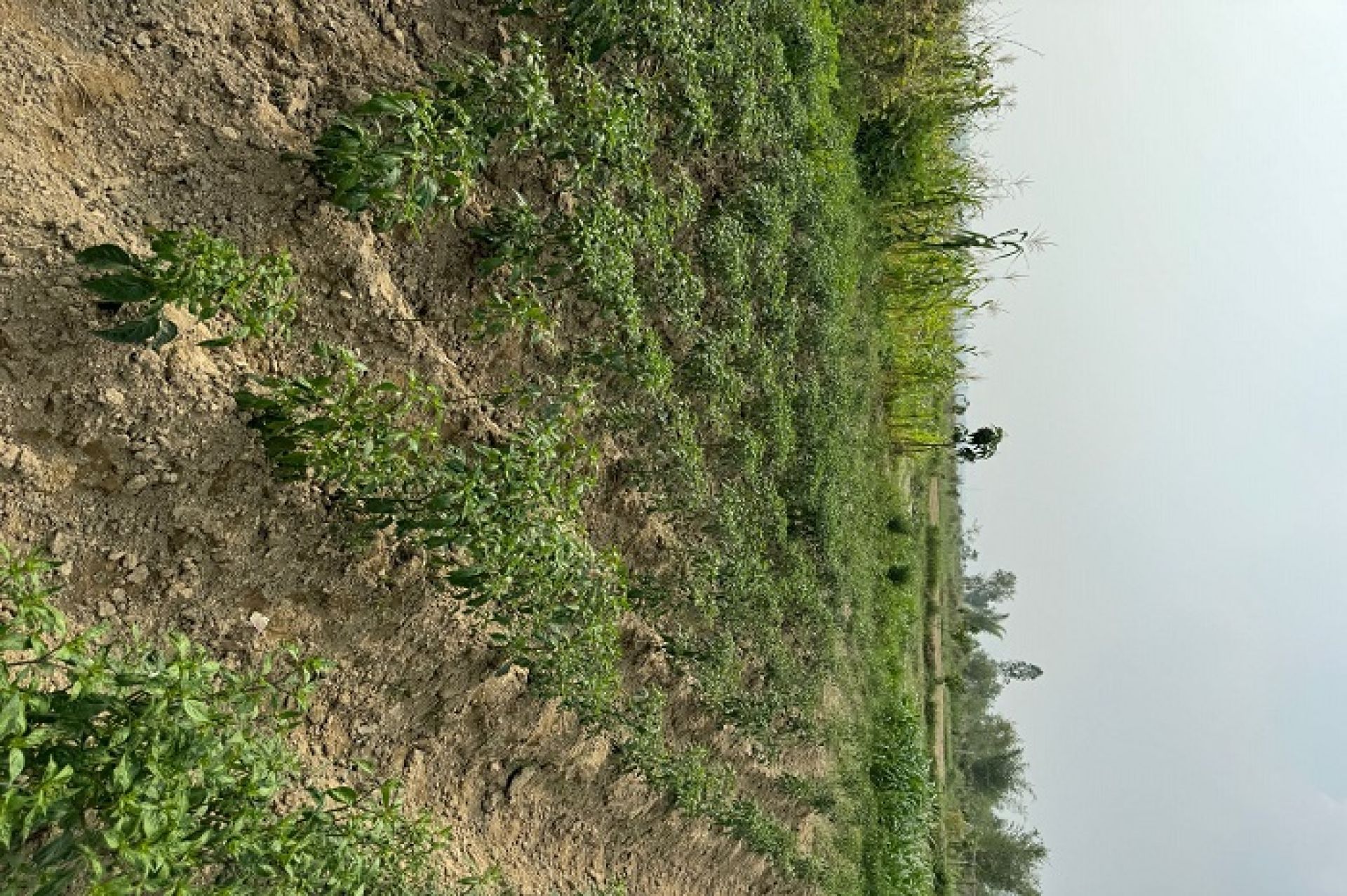 बगर खेतीले फेरिँदै हतिसर्वाका पर्सा र सग्रामपुरवासीको जीवन 